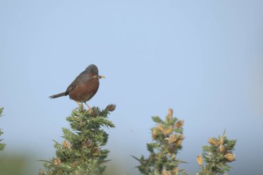 Dartford bülbülü, yiyecek topluyor.