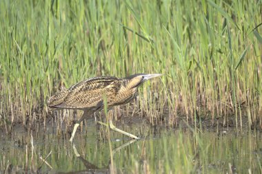 Acı, sazlıklar arasında gezinen