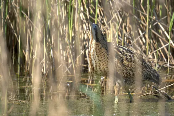 Acı, sazlıkların arasında yürüyor.