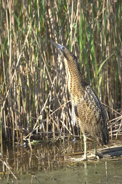 Isırılmış, ayakta duran amomgst sazlıklar.