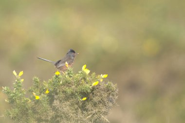 Erkek Dartford bülbülü, bir çalılığa tünemiş, yiyecek topluyor.