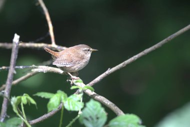 Wren, bir çalılığa tünemiş