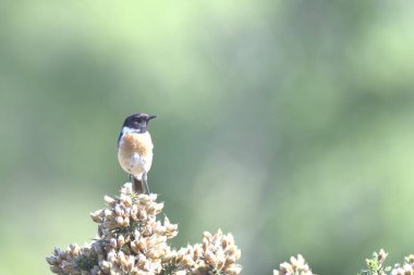 Boğuk bir çalıya tünemiş erkek taş heykeli.