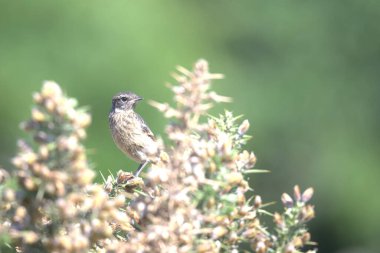 Islahevi taşçığı, bir çalılığa tünemiş.