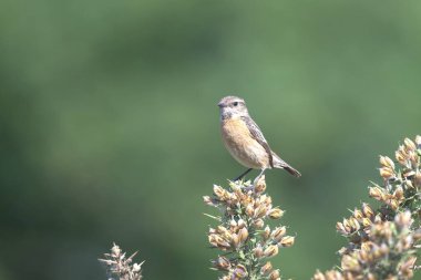 Dişi Taş Şapka, bir çalılığa tünemiş.
