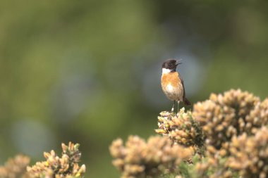 Boğuk bir çalıya tünemiş erkek taş heykeli.