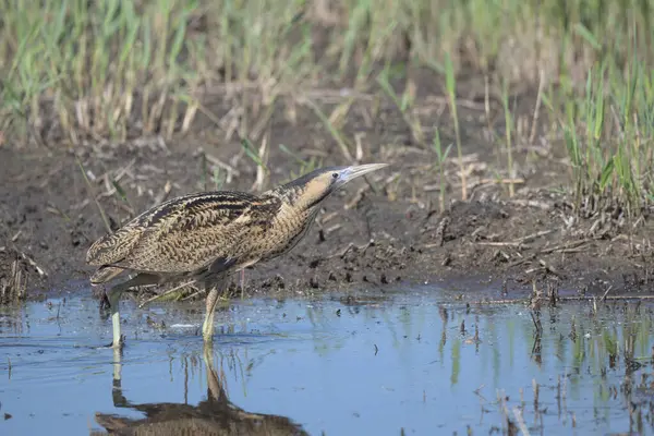 Acı, sazlıkların arasında yürüyor.