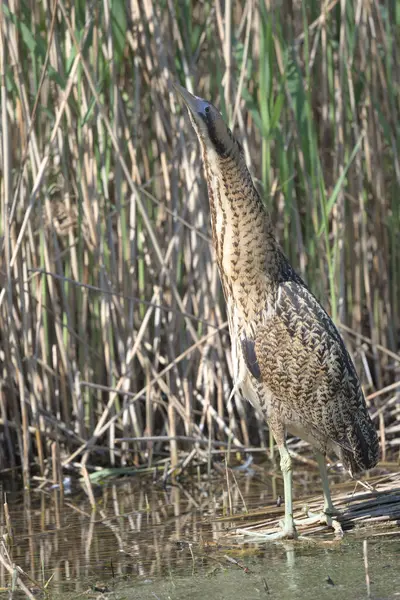 Acı, sazlıkların arasında yürüyor.