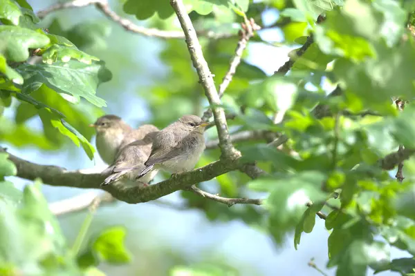 Çaylak Chifchaff 'lar ağaçta tünemiş