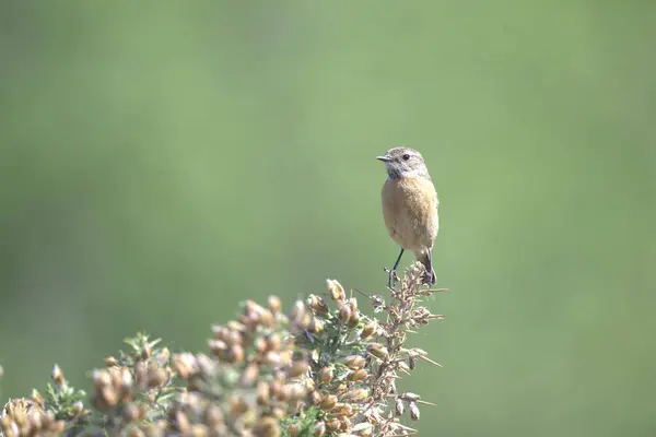 Dişi Taş Şapka, bir çalılığa tünemiş.