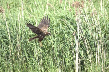 Marsh Harrier, yiyecek arıyor.