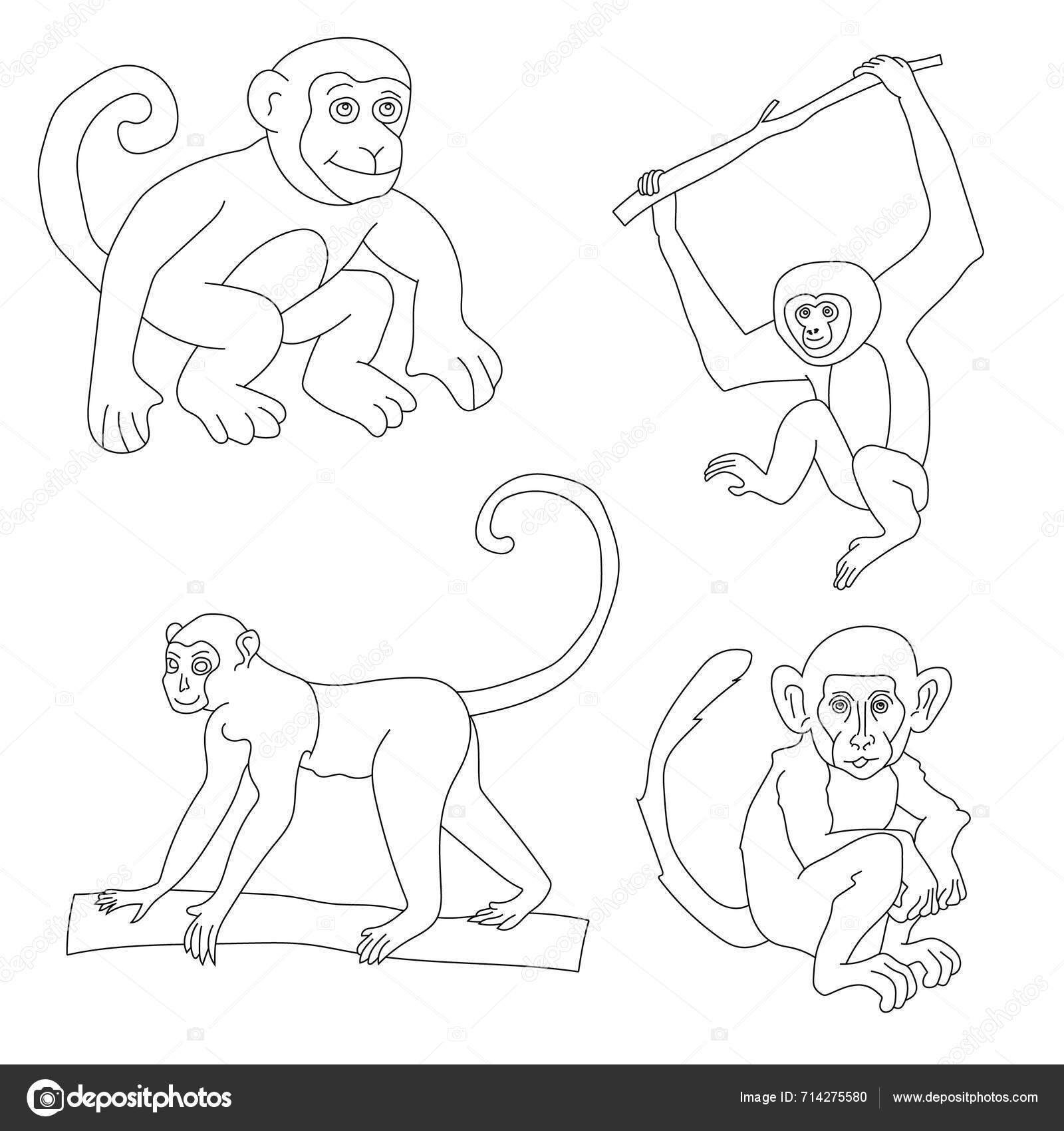 Monkey Clipart Doodle Animals Clipart Cartoon Wild Animals Clipart