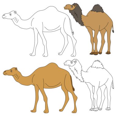 Deve Tırmanışı. Vahşi Hayvanlar orman ve vahşi yaşam aşıkları için koleksiyon topluyor. Bu set safari ve hayvanat bahçesi temalı projelerinize mükemmel bir katkı olacak. Her biri için iki tasarımı olan iki deve içeriyor. renkli / siyah & beyaz