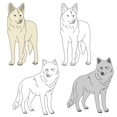 Wolf Clipart. Vahşi Hayvanlar orman ve vahşi yaşam aşıkları için koleksiyon topluyor. Bu set safari ve hayvanat bahçesi temalı projelerinize mükemmel bir katkı olacak. Her biri için 2 tasarımı olan 2 kurt içeriyor.
