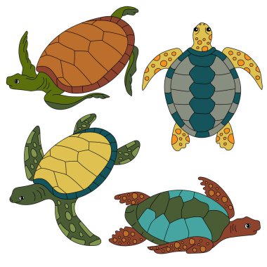 Şirin kaplumbağa seti