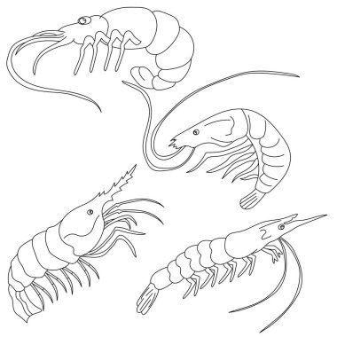Karides. Vektör çizimi. beyaz arkaplan.