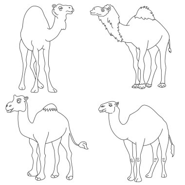 Çizgi film deve seti