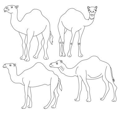 Bir deve çizimi. vektör