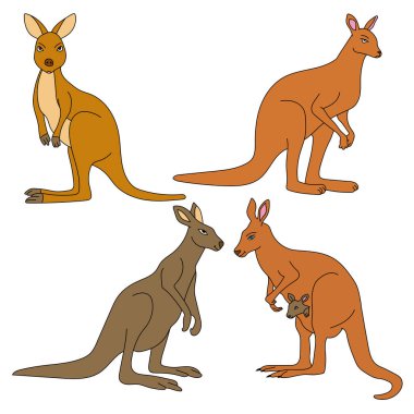 kanguru ve kanguru çizim seti
