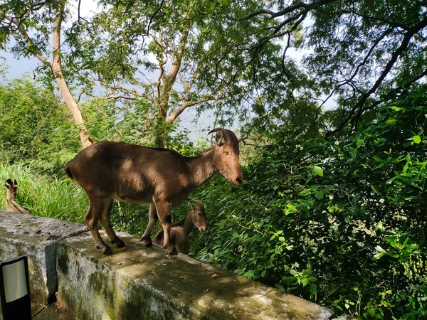 Nilgiri tahr ormanın yakınlarında geziniyor. 