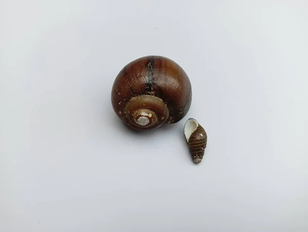 白い背景の上のカタツムリの殻 — ストック写真