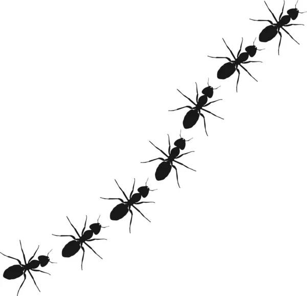 Yiyecek Aramaya Yürüyen Işçi Karıncalar Satırı Vektör Çizim — Stok Vektör