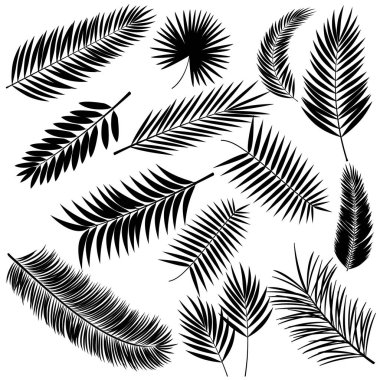 Palmiye yaprakları ayarlayın. Vektör çizim.