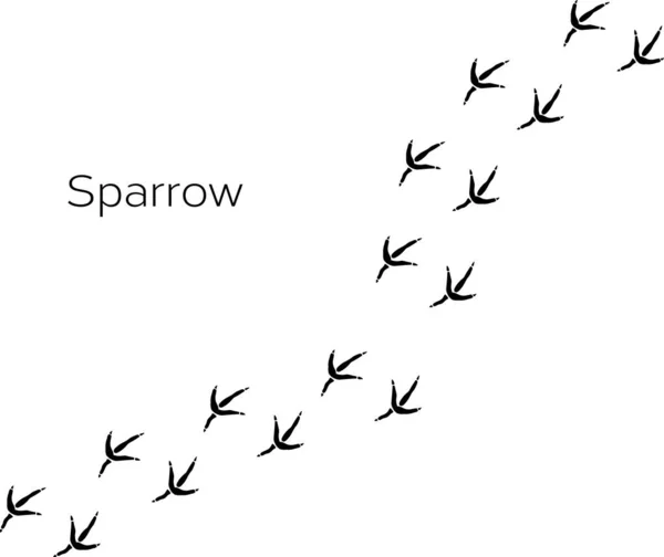 Serçe Pençesi izi, beyaz arkaplanda kuşun vektör ayak izi.