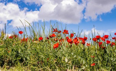 Tarlada bir sürü gül