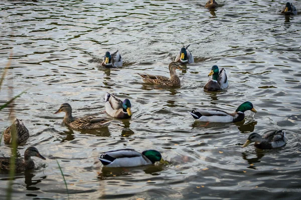 Viele Enten Einem Fluss — Stockfoto