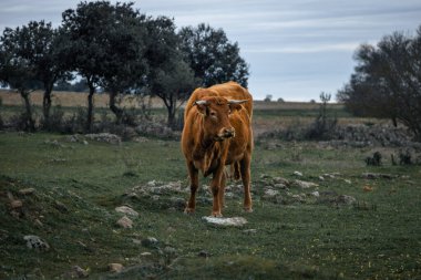 Ovanın ortasında bir inek.