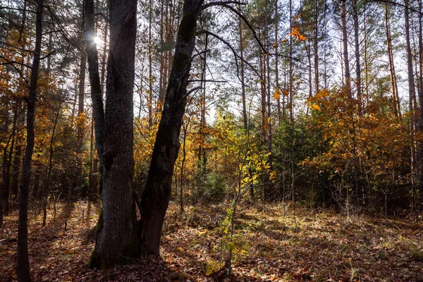 Jesienny Las Drzewem — Zdjęcie stockowe