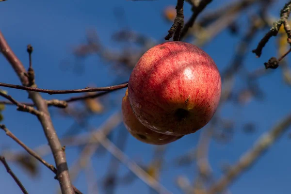 Stock image Autumn in a fruit orchard, Podlasie, Poland