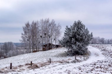 Buz, Narew ve Biebrza, Podlasie, Polonya 'nın kış manzarasını resmetti.