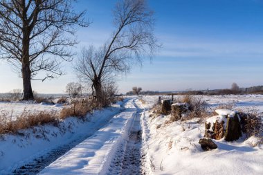 Ormanda karla kaplı ağaçlarla kaplı güzel bir manzara.