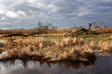 Nehir ve gölü olan güzel bir manzara.