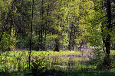 Podlasie, Polonya 'da güzel bir bahar