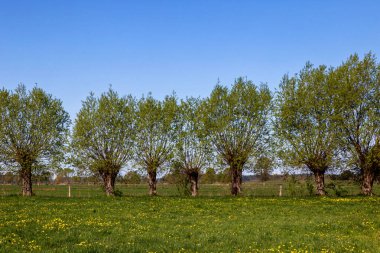 Podlasie, Polonya 'da güzel bir bahar