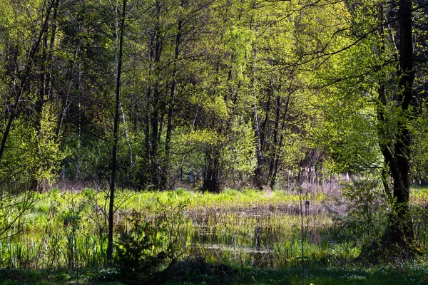 stock image Beautiful spring in Podlasie, Poland