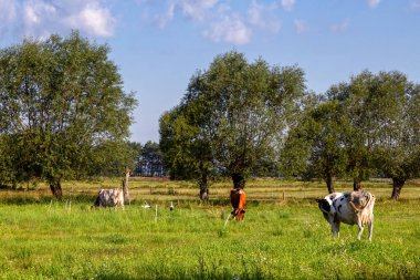 Kırsal bir arazinin güzelliği. Podlasie, Polonya 'da yaz