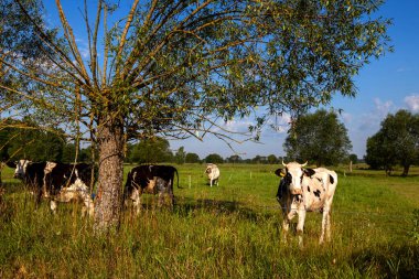 Kırsal bir arazinin güzelliği. Podlasie, Polonya 'da yaz