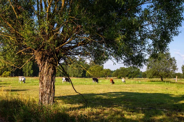 Beauty Rural Landscape Summer Podlasie Poland — Stock Photo, Image