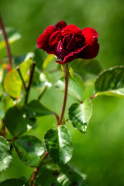 Bahçedeki kırmızı güller