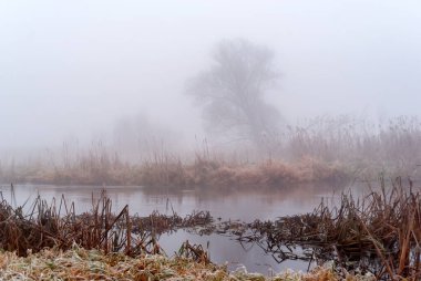 Narew Vadisi 'nin sonbahar manzarası sis, Podlasie, Polonya