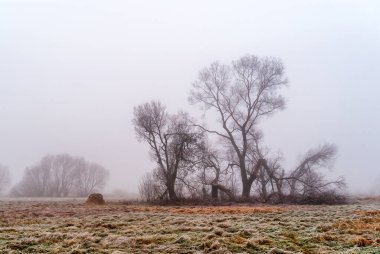 Narew Vadisi 'nin sonbahar manzarası sis, Podlasie, Polonya
