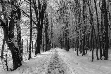 Zwierzyniecki Ormanı Doğa Koruma Alanı - Biaystok