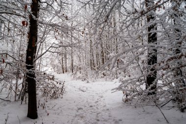 Zwierzyniecki Ormanı Doğa Koruma Alanı - Biaystok