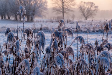 Karlı ve soğuk kışın güzelliği, Podlasie, Polonya