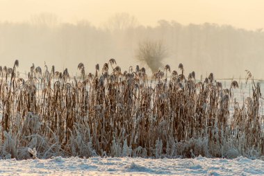 Karlı ve soğuk kışın güzelliği, Podlasie, Polonya