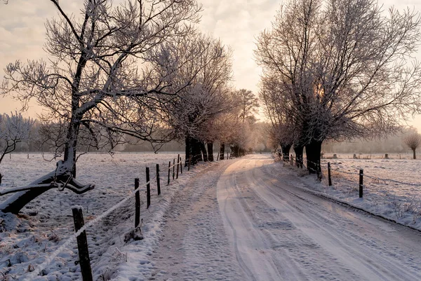 Söğütlü kış manzarası, Podlasie, Polonya